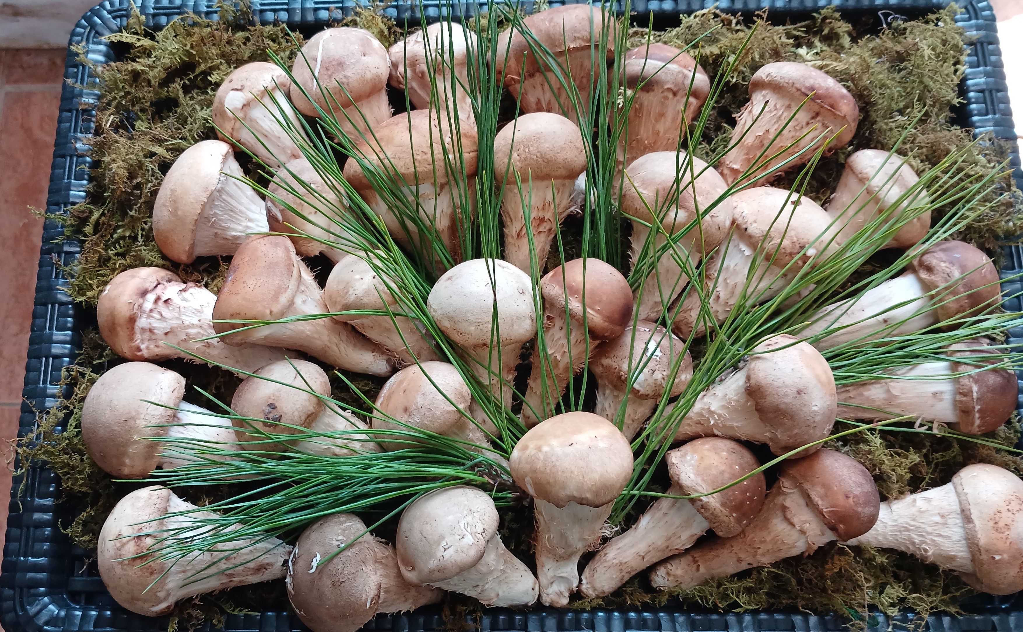 참 송이버섯 선물용 1kg